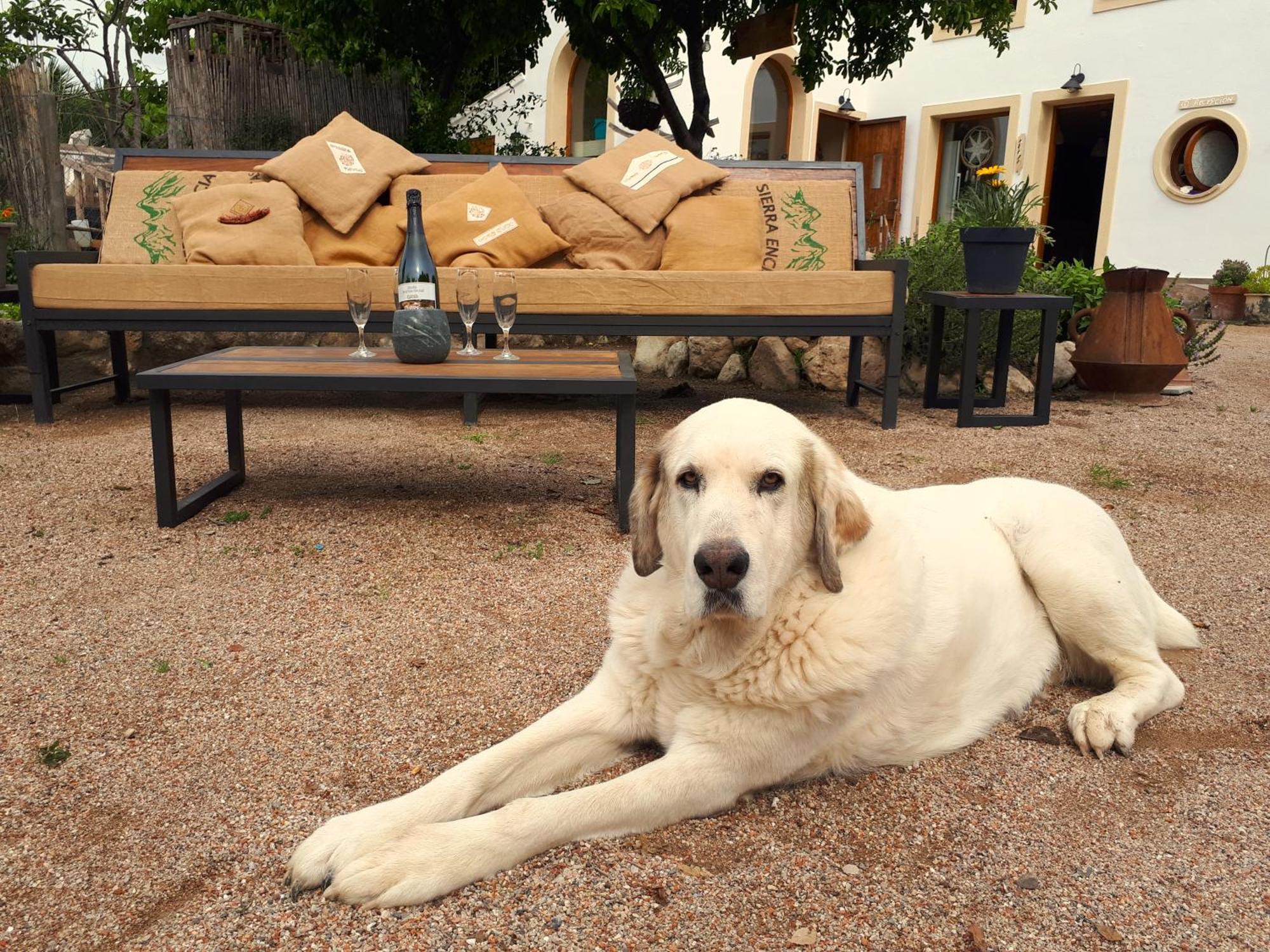 Cal Pau Cruset Konuk evi Torrellas de Foix Dış mekan fotoğraf